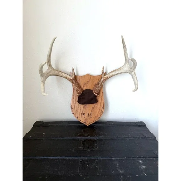 8 Point Whitetail Deer Antler Rack on Oak Plaque Rustic Michigan Mount 20" Wide - Picture 13 of 16
